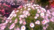 Flower….. 🪷🤍