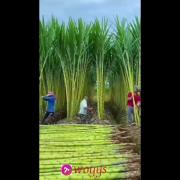 ‌‌طبیعت _ مز‌‌ر‌‌عه‌‌ ‌‌با‌‌مبو‌‌