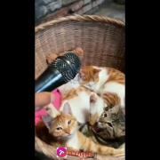 ‌‌طنز‌‌ ‌‌گر‌‌به‌‌ ‌‌😂‌‌‌‌‌🐈