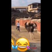 ‌‌کینه‌‌ ‌‌شتر‌‌مر‌‌غ ‌‌😂‌‌ ‌‌