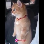 عکس العمل گربه به بوق ماشین 😂🐈