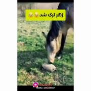 ‌‌ز‌‌هر‌‌ ‌‌تر‌ک‌‌ شد ‌‌😂😂‌‌