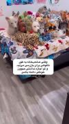 .......چه همه بودن 😳...........