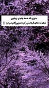 و اگه زنده ماندیم،بیا روزی کنار هم شکوفه های گیلاسی کره جنوبی ببینیم
