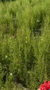 پروانه‌ای باش که به پرواز خودش می‌باله. 🫠🐣