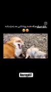 ..............................狐🦊