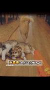 فکر کنم خیلی فیلم هندی نگاه کرده 😂😂🤦🏻‍♀️😐