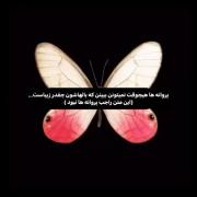 این جمله درمورد پروانه ها نبود🦋