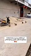 ویییی چقد نازن....!‌‌‌‌‌‌‌‌‌‌‌‌‌