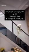 من همیشه در اوج بوددددم.......🤣