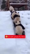 هر موجود زمینی صبح روز شنبه حتی حال راه رفتن هم نداره 😂