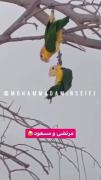 مرتضی ما پرنده ‌‌ا‌‌یما‌‌ا‌‌ صدا گذاریش عالیه😂