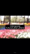 خواستم بهت بگم تو خوشگلی دقیقا مثل این گل ها.... 🥹✨🌹