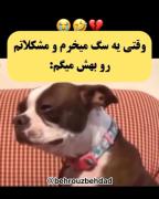 وقتی سگ میگیرم مشکلاتمو بهش میگم🥱🤌