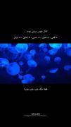کاش مثل عروس دریایی بودم. :))