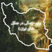وایب زندگی در جنگل های ایران:)