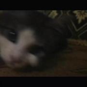 گربه.......................‌🐾🐈‍⬛