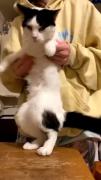 ............................🐾🐈‍⬛