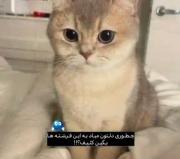 واقعا چطوری دلتون میاد؟نیگا چقدر گوگولیَن🥹💕
