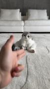  بخورمتتتت اخهههه از بس کیوتی?🙀🐾