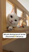  دیدی میخنده؟🥹.................
