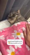 این حجم از کیوتی مجازه؟ 👬🐾✔🎀