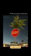 گَر بِشکَنَــد مَــن زاده شَــود مَن دِگَری...:)