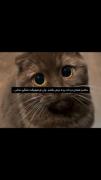 بیا قسمت کنیم دردی که داری، که تو کوچک دلی طاقت نداری:))