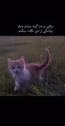 وقتي مردم گربه ميشم ميام….🐈🧏🏻‍♀️