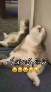 نه بابااا داداشم چیه این خودمم وقتی از مدرسه میااام🤣🤣🤣🤣🤣🤣😁
