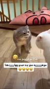 موهریه شو بده🤣🗿 ‌