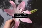 اون از گل لیلیوم قشنگ تره >>>>>🪷
