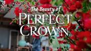 The beauty of prefect crown✨️🦋