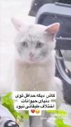 حداقل ت دنیایی حیوانات اختلاف طبقاتی نبود😭😭🥺😞