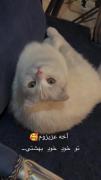 چشمای خیلی جذاب یک گربه سفید برفی 
