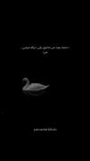 قوی سفید/وفاداری قوی سفید/وفادار مانند قو 