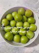 فقط یه اسکلی مث من میتونه ساعت 5 و 40 صبح به گوجه سبز فکر کنه