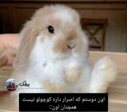 وقتی که دوستم میگه به من نگو قد کوتاه الان دوستم