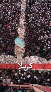 اینم از مملکت سید علی حسينی خامنه‌ای 🤫😏