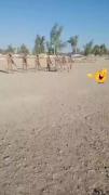 نتانیابو زندست🐴در حال بازدید از نظامیان😅 