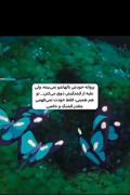 تو مثل پروانه های پروانه هایی برای من عاشق