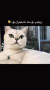 زیبایی رفیقم اگه حیوون بود😂😂