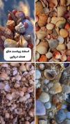 چه ماهی‌هستی؟✨ ☆ســِتـٰآرہ آبـَـــے☆
