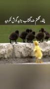 چند بار گفتمم گوش نکردین......