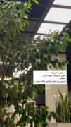 رفتار هر کسی برامون مهم نباشه فقط مهما و خاصا...