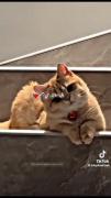 با صدای بلند گوش بده💙🐈طنز عاشقانه
