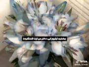 لیلیوم ابی 💓⛄. ‌. .