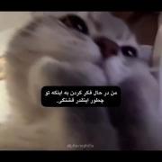 استوری نوشته عاشقانه پیشی . . . 