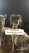 وایی دقیقا😂. ‌ 