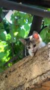 قربون اون دستات بشم من کوچولو🐱🥰🥺